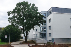 05.3-2024-08-08-Hakenweg-2-4-6_Nord2-5.BA-bea